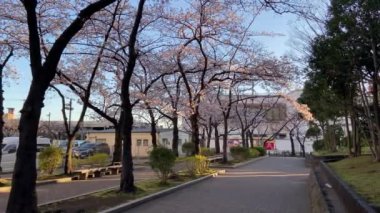 Japonya 'da kiraz çiçekleri, Tokyo