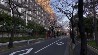 Japonya 'da kiraz çiçekleri, Tokyo