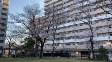 Japonya 'da kiraz çiçekleri, Tokyo