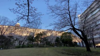 Japonya 'da kiraz çiçekleri, Tokyo