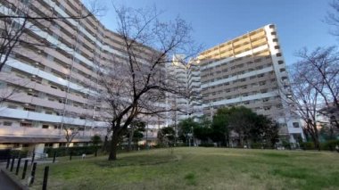 Japonya 'da kiraz çiçekleri, Tokyo