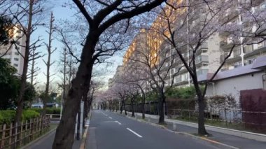 Japonya 'da kiraz çiçekleri, Tokyo