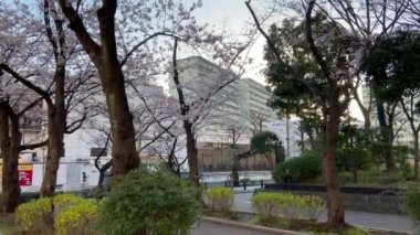 Japonya 'da kiraz çiçekleri, Tokyo