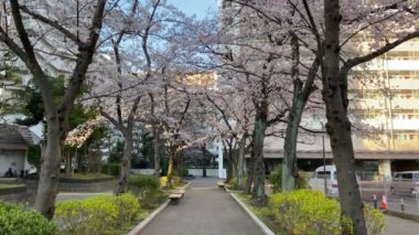 Japonya 'da kiraz çiçekleri, Tokyo
