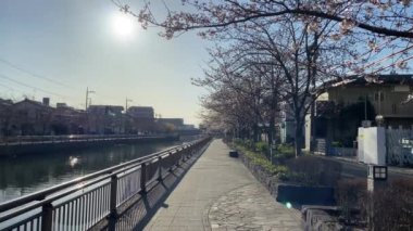 Japonya 'da kiraz çiçekleri, Tokyo
