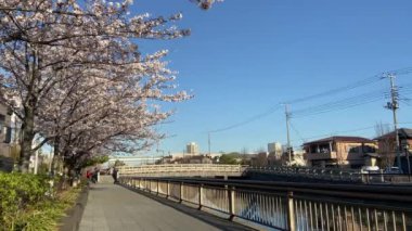 Japonya 'da kiraz çiçekleri, Tokyo