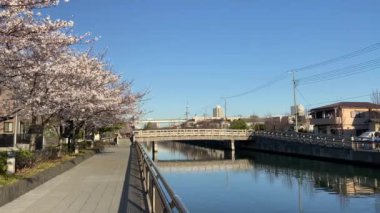 Japonya 'da kiraz çiçekleri, Tokyo