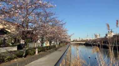 Japonya 'da kiraz çiçekleri, Tokyo