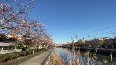 Japonya 'da kiraz çiçekleri, Tokyo