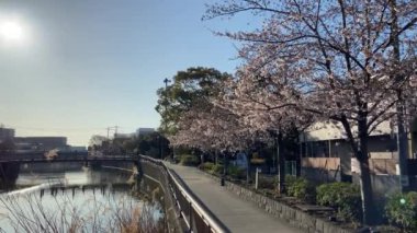 Japonya 'da kiraz çiçekleri, Tokyo
