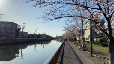 Japonya 'da kiraz çiçekleri, Tokyo