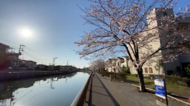 Japonya 'da kiraz çiçekleri, Tokyo