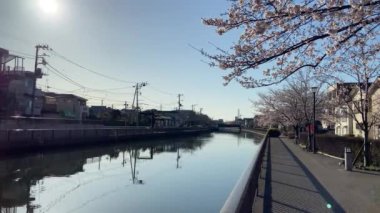 Japonya 'da kiraz çiçekleri, Tokyo