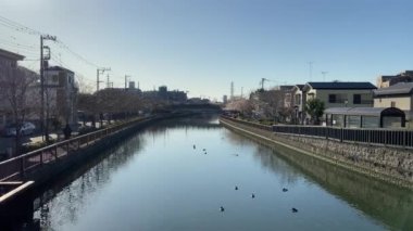 Japonya 'da kiraz çiçekleri, Tokyo