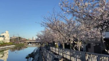 Japonya 'da kiraz çiçekleri, Tokyo