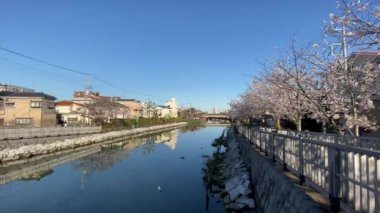 Japonya 'da kiraz çiçekleri, Tokyo