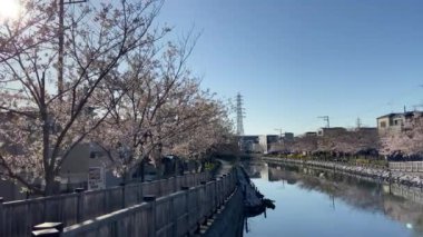 Japonya 'da kiraz çiçekleri, Tokyo