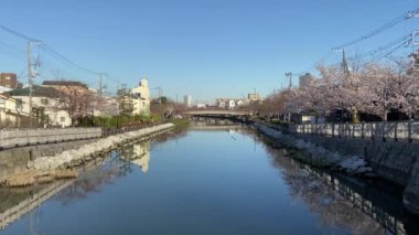 Japonya 'da kiraz çiçekleri, Tokyo