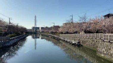 Japonya 'da kiraz çiçekleri, Tokyo