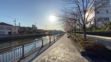 Japonya 'da kiraz çiçekleri, Tokyo