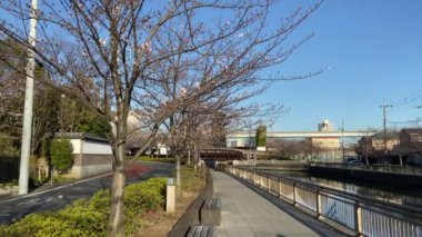 Japonya 'da kiraz çiçekleri, Tokyo