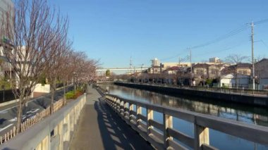 Japonya 'da kiraz çiçekleri, Tokyo