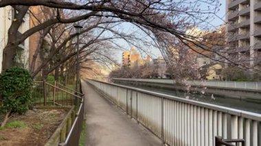 Japonya 'da kiraz çiçekleri, Tokyo
