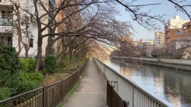 Japonya 'da kiraz çiçekleri, Tokyo