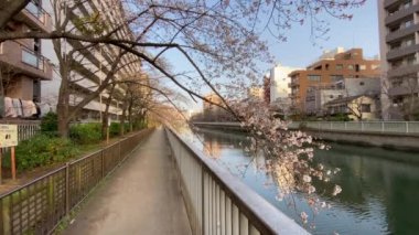 Japonya 'da kiraz çiçekleri, Tokyo
