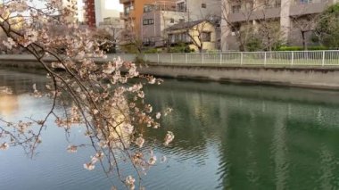 Japonya 'da kiraz çiçekleri, Tokyo