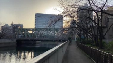 Japonya 'da kiraz çiçekleri, Tokyo
