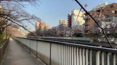 Japonya 'da kiraz çiçekleri, Tokyo