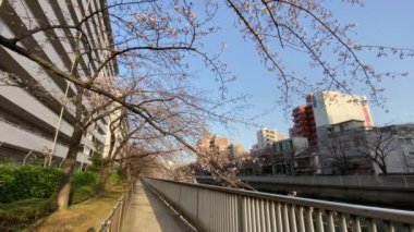 Japonya 'da kiraz çiçekleri, Tokyo