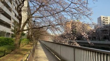 Japonya 'da kiraz çiçekleri, Tokyo