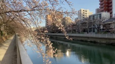 Japonya 'da kiraz çiçekleri, Tokyo