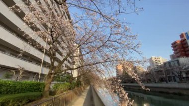 Japonya 'da kiraz çiçekleri, Tokyo