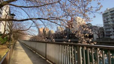 Japonya 'da kiraz çiçekleri, Tokyo