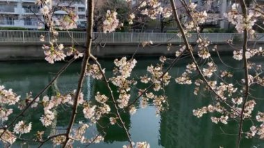 Japonya 'da kiraz çiçekleri, Tokyo