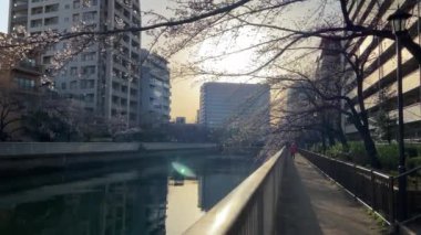 Japonya 'da kiraz çiçekleri, Tokyo