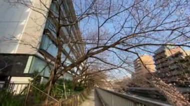 Japonya 'da kiraz çiçekleri, Tokyo