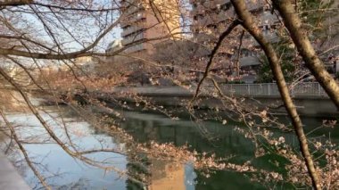 Japonya 'da kiraz çiçekleri, Tokyo