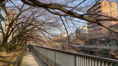 Japonya 'da kiraz çiçekleri, Tokyo
