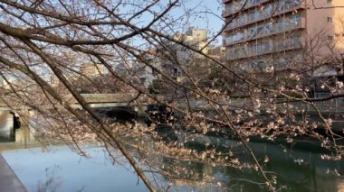 Japonya 'da kiraz çiçekleri, Tokyo