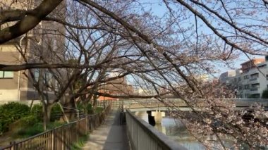 Japonya 'da kiraz çiçekleri, Tokyo