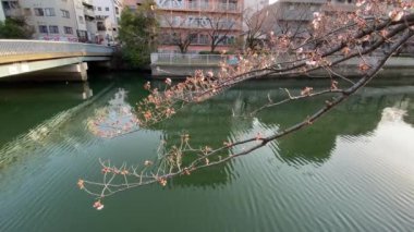 Japonya 'da kiraz çiçekleri, Tokyo