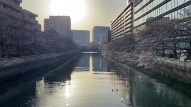 Japonya 'da kiraz çiçekleri, Tokyo