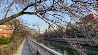 Japonya 'da kiraz çiçekleri, Tokyo