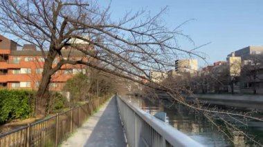 Japonya 'da kiraz çiçekleri, Tokyo