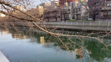 Japonya 'da kiraz çiçekleri, Tokyo