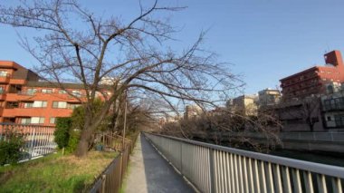 Japonya 'da kiraz çiçekleri, Tokyo